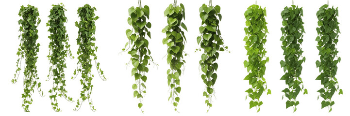 Isolated Hanging Ivy Vines Set Vertical Green Creeping Foliage Pillars Detailed Botanical Graphic PNG Element for Architectural Frameworks and Borders © Homelanderrr