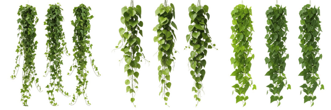 Isolated Hanging Ivy Vines Set Vertical Green Creeping Foliage Pillars Detailed Botanical Graphic PNG Element for Architectural Frameworks and Borders