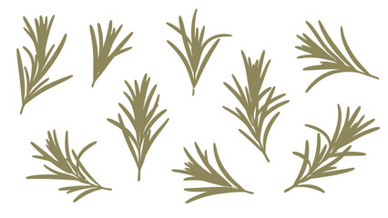 Fototapeta premium Collection of Rosemary Sprigs Hand Drawn Illustration.