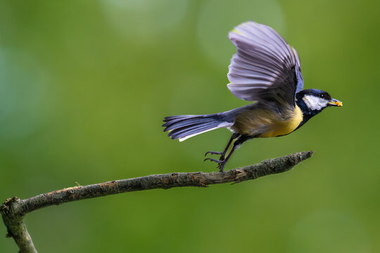 Coal Tit taking off with food in it's beak