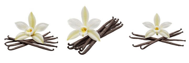 3D Render of Vanilla Orchid Flower with Sticks Pods Composition Isolated on White Background for Gourmet Flavoring and Cosmetics Scent Graphic Asset © Homelander