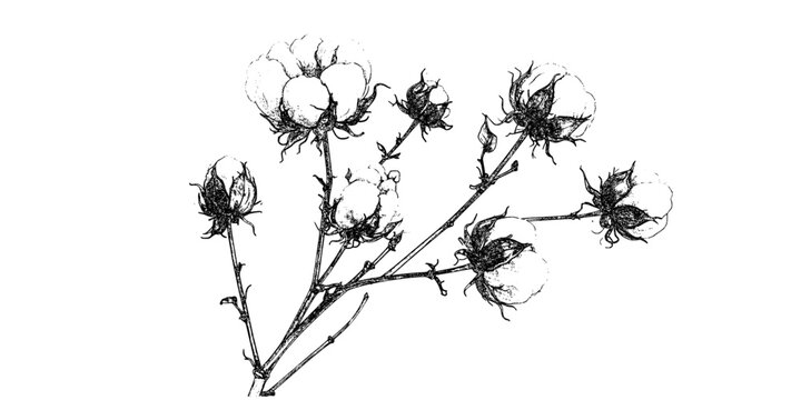 vintage cotton plant illustrations hand drawn botanical sketches of cotton bolls and stems in black ink
