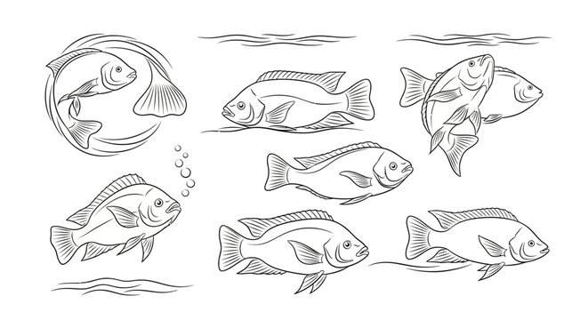 Tilapia Fish Set, Hand Drawn Sketches for Aquaculture Illustration