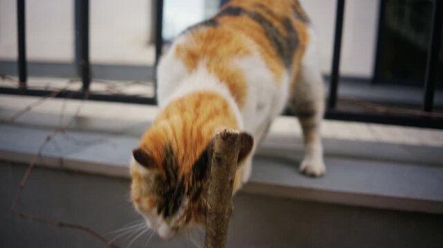 A domestic cat moves carefully near a fence, sniffing and exploring surrounding plants