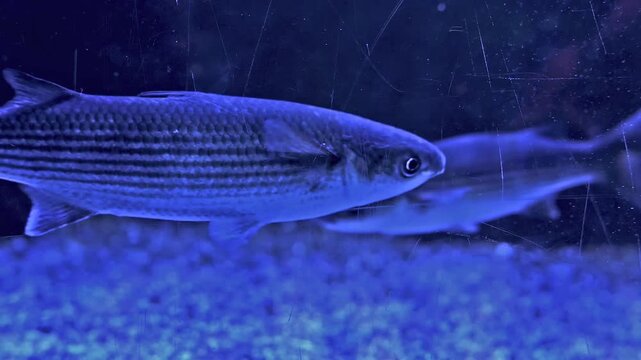A group of salpa and mullet fishes swimming in blue aquarium water closeup. Slow motion HD footage