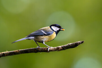 Naklejka premium Coal Tit
