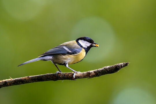 Coal Tit