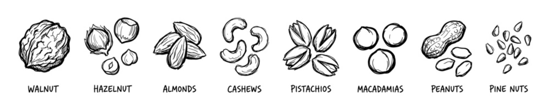 Different types of nuts sketch set, walnut, almond, hazelnut, cashew, pistachio, peanut and pine nuts vector illustration