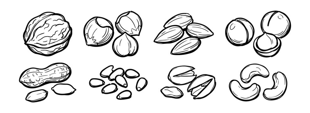 Assorted nuts sketch set, walnut, hazelnut, almond, macadamia, peanut, pistachio, cashew and pine nuts vector illustration