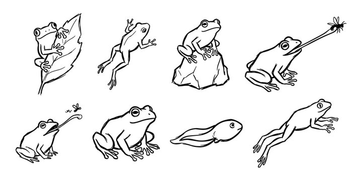 Frogs life stages and behavior sketch set, climbing, catching insects, tadpole and jumping frogs vector illustration