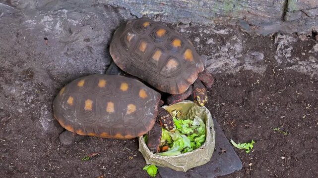 Red-footed tortoises eating fresh lettuce from bowl. Top view 4K footage