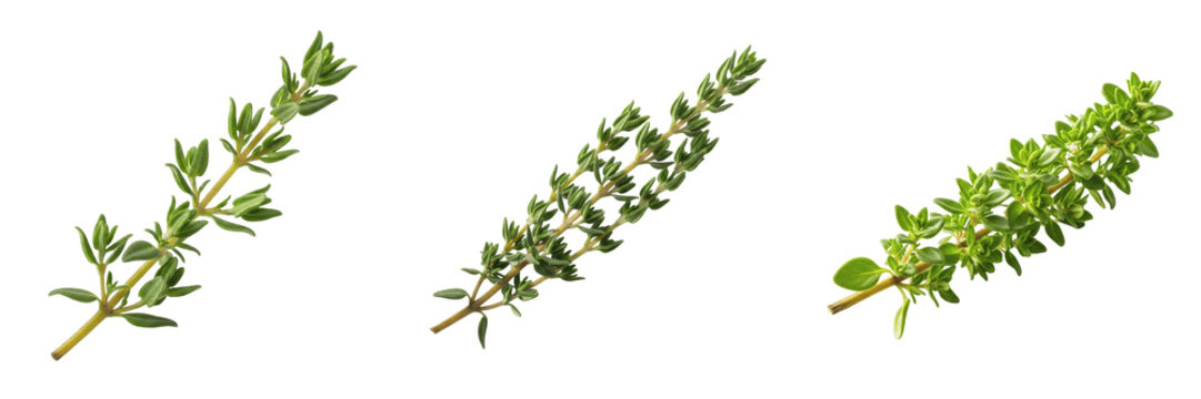 Fresh thyme herb branch premium PNG stock photo, realistic organic green seasoning plant element culinary spice isolated on white background asset