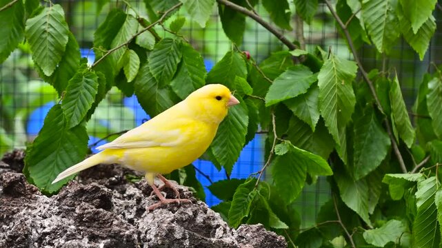 Vibrant yellow canary bird sitting inside a birdhouse surrounded by lush green leaves. 4k footage captures the bird chirping and looking around in a naturalistic environment