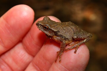 Obraz premium Spring Peeper found in the southern United States