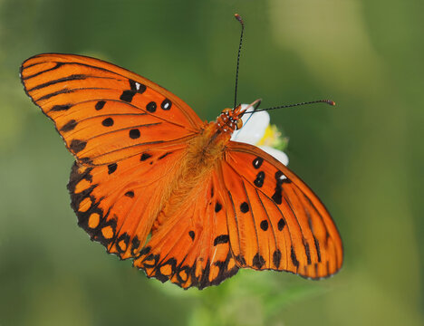 A Focus Stacked Close-up Image of the Topside of a Gulf Fritillary Butterfly Feeding on a Flower