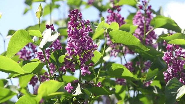 Lilac flowers blossom on blue sky background - Branch with purple petals blooming and swaying in the wind - Spring nature.
