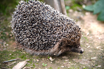 A young hedgehog in its natural habitat, side view. Photo © Zhanna