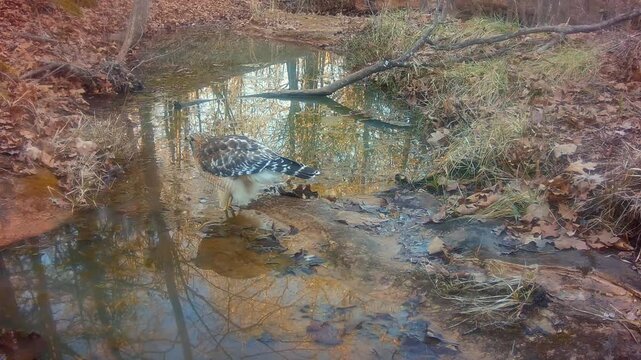 Beautiful Red-shouldered hawk drinking at a small creek on a winter evening