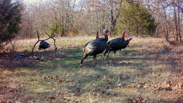 Five tom turkeys hanging out together on a spring evening