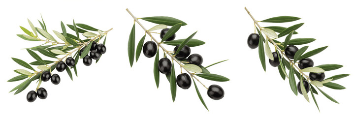 Green olive branch with black olives premium PNG stock photo, realistic mediterranean botanical plant element oil isolated on white background asset © Uzair