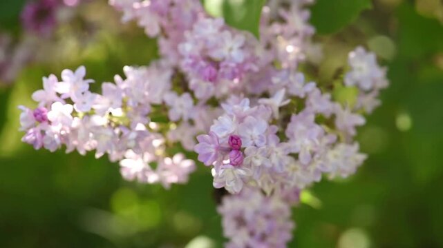 Lilac flowers blossom macro - Branch with purple petals blooming and swaying in the wind - Spring nature closeup bloom.