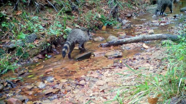 Mama raccoon with kits walking in a shallow stream in fall, looking for food during daytime