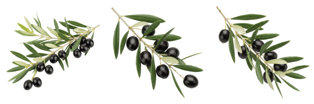 Green olive branch with black olives premium PNG stock photo, realistic mediterranean botanical plant element oil isolated on white background asset