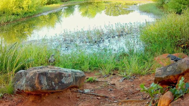 Adult and juvenile Northern Mockingbirds interacting at a small pond on a fall evening