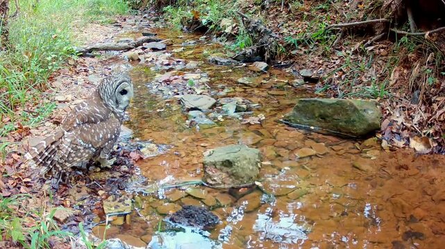 Beautiful Barred Owl drinking and getting cooled off at a small creek on a fall morning