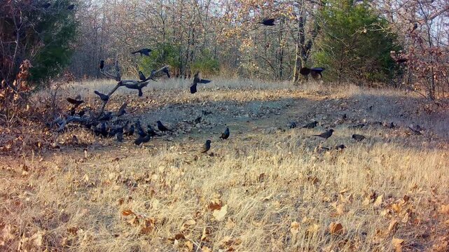 A large, loud, flock of Common Grackles in winter