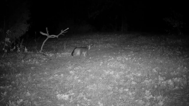 Gray fox walking on a trail on a cold winter night, moving away from the camera, and marking the trail quickly before disappearing in the darkness