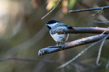 Chickadee perched in a tree. © Jeiel