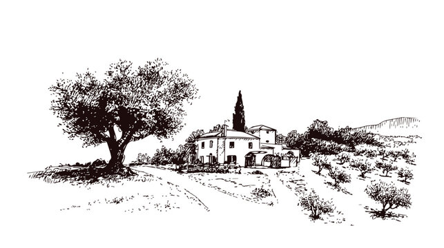 Olive trees landscape sketch, mediterranean countryside house illustration