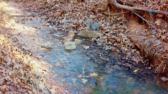 Squirrel carrying leaves in her mouth, leaping over a small creek, and then gathering more leaves before jumping out of the view