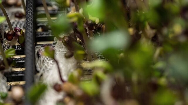 Hydroponic Microgreens Growth System Macro Timelapse Modern Agriculture Technology