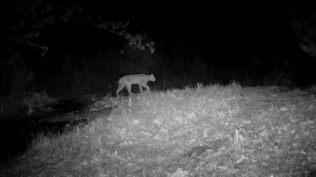 Large bobcat crosses a small creek in the woods on a winter night