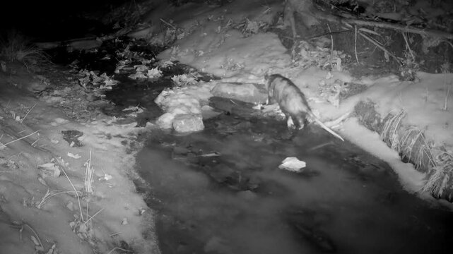 North American opossum walking through a partly frozen creek on a cold winter night
