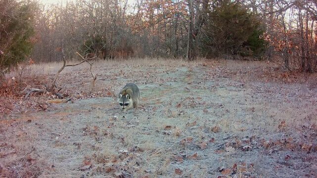 Raccoon marking his territory on a cold, frosty winter morning