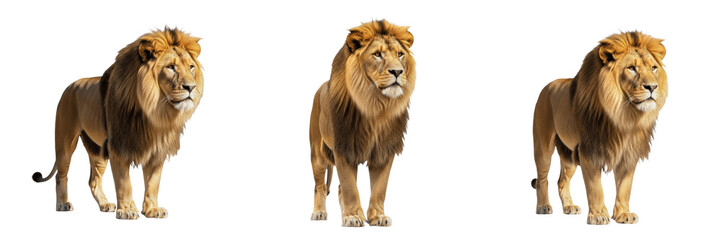 Isolated Powerful Male Lion Standing Majestic African Wild Cat Alpha Predator Figure on Plain White Background as High Quality Cutout PNG Set Asset File © Gooer