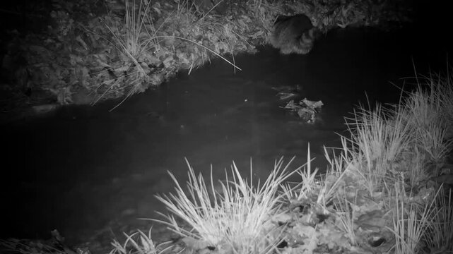 Raccoon looking for food in a small stream after rain, with water running higher than usual; at night in infrared footage