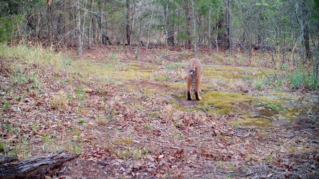 Large adult bobcat walks into the view from left crossing the view and scratching ground to mark his territory; on a spring evening