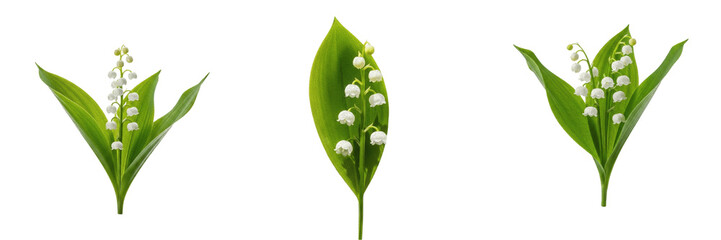 Isolated Lily of the Valley Flower Branch Green Leaf White Bell Blossoms Plant on Plain White Background as High Quality Cutout PNG Set Asset File © Gooer