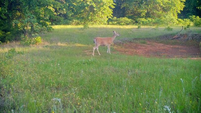 Very heavily pregnant white-tailed doe walking across the view on a quiet spring evening