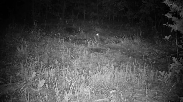 Mama opossum carrying a heavy load of babies on her back while they're trying to hold on and not fall off; on an early autumn night