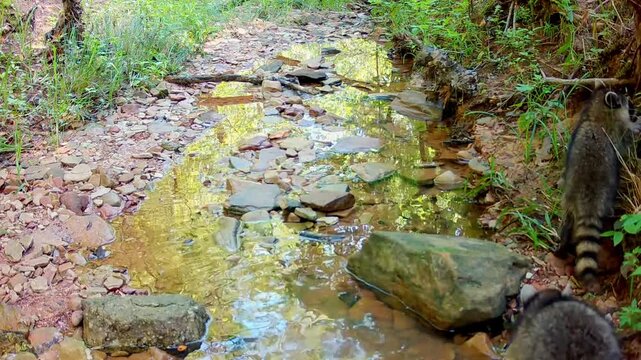 Three small baby raccoons looking for food in a small creek, digging dirt and turning rocks, on an early fall morning