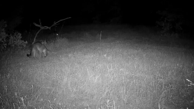Two gray foxes entering the view from different directions on a fall night, with one searching something on the ground