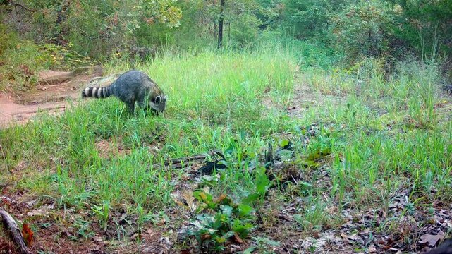 Raccoon sniffing the ground next to a dry creek bed in fall, scratching and itch and then keeps on sniffing and looking for something