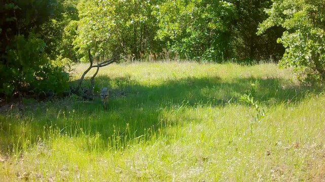 Beautiful gray fox crossing an opening on a windy but sunny spring afternoon