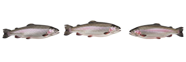 Obraz premium 3D Render of Raw Rainbow Trout Fish Isolated on White Background Premium High Quality PNG Stock Asset Object Graphic Component for Seafood Market Restaurant