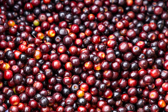 Background filled with fresh Colombian agraz berries, highlighting their glossy texture and intense colors - Vaccinium meridionale